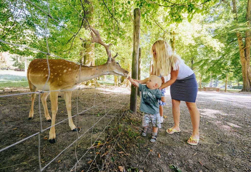 Mutter mit Kind füttert Reh durch den Zaun