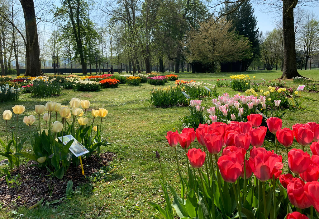 Tulpenshow im Gräflicher Park