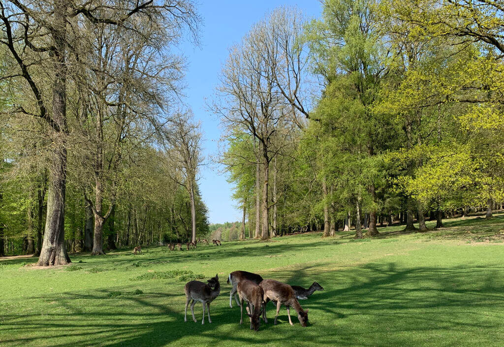 Wildgehege Gräflicher Park